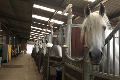 Full-Livery Yard